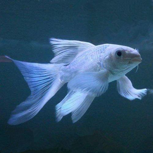 养草鱼爆料视频,养草鱼爆料视频深度解析 第1张 养草鱼爆料视频,养草鱼爆料视频深度解析 第1张